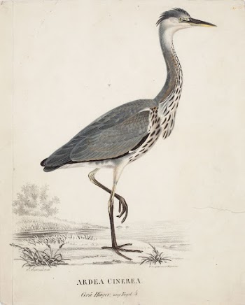 Young grey heron, 1828 - | Free Photo - rawpixel