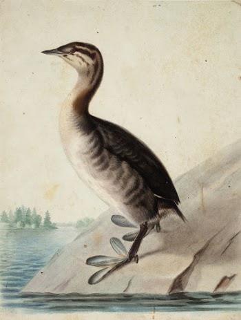 Young horned grebe, 1833, Wilhelm | Free Photo - rawpixel