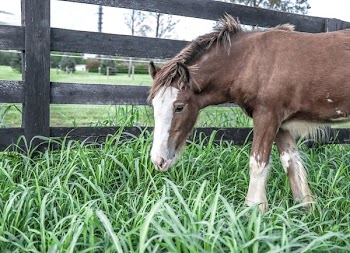 Young Horse Beside Fence