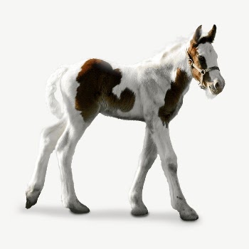 Young horse collage element, isolated | Free PSD - rawpixel