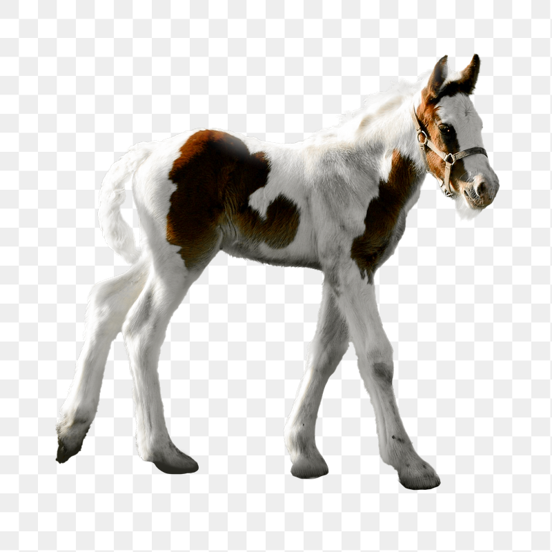 Young horse png sticker, animal | Free PNG - rawpixel