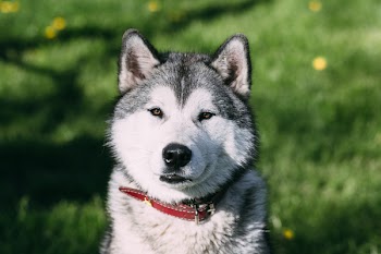 Young Husky