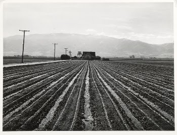 Young Lettuce, Salinas, California by Russell | Free Photo - rawpixel