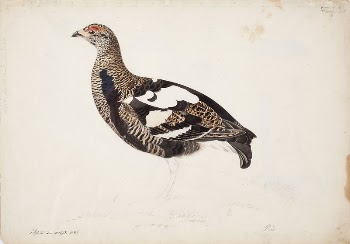 Young male black grouse in a transitional | Free Photo - rawpixel