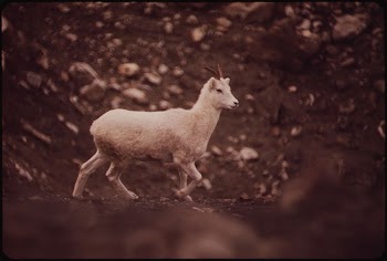 Young Sheep on Its Way | Free Photo - rawpixel