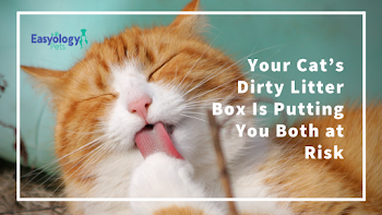 Your Cat's Dirty Litter Box Is Putting You Both at Risk