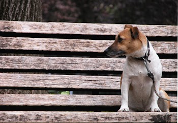 Your_doggie_is_waiting_for_youEF_203