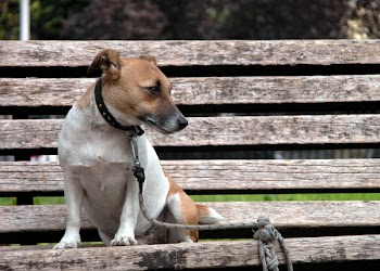 Your_doggie_is_waiting_for_youEF_203