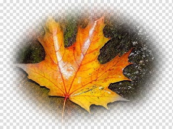 YouTube Desktop Autumn Angel Tears, youtube transparent background PNG clipart