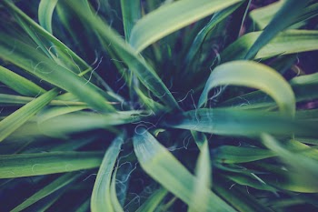 Yucca