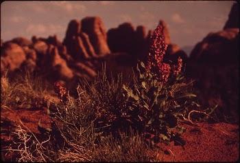 Yucca, 05/1972. Original public domain | Free Photo - rawpixel