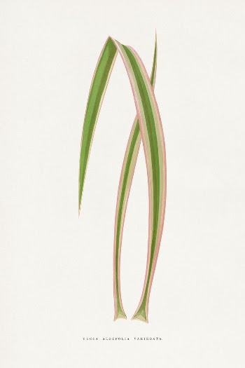 Yucca Aloefolia Variegata leaf illustration | Free Photo Illustration - rawpixel