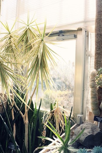 Yucca Plant Near Windowpane