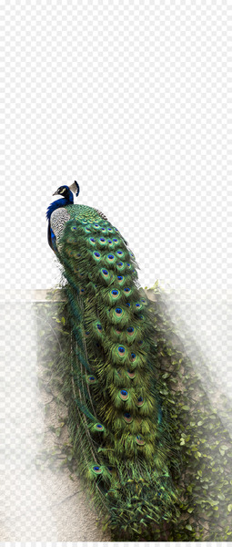 Yunnan Wall decal Sticker - Peacock Photo 