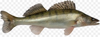 Zander Yellow perch European perch Walleye Fish - Yellow Perch 