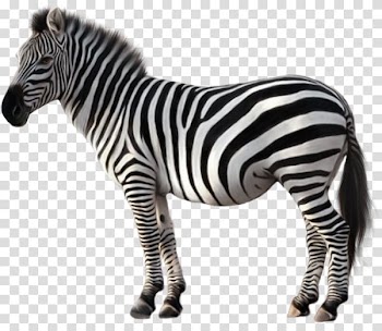 Zeba illustration, Quagga Zebra , Animal zebra transparent background PNG clipart