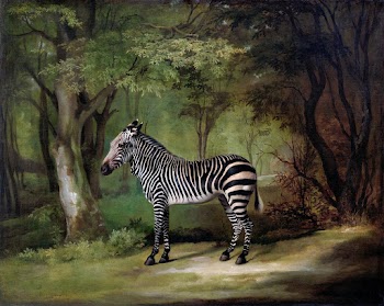 Zebra (1763) painting in high resolution by… | Free public domain illustration