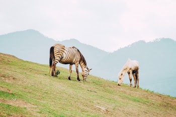 Zebra and Horse Grazing