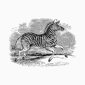 Zebra animal drawing | Free stock vector - 572555