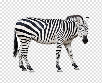 Zebra animal illustration, Burchell's zebra Animal Horse Wildlife, zebra transparent background PNG clipart