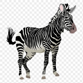 Zebra animal png sticker illustration, | Free PNG - rawpixel