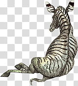 Zebra animal transparent background PNG clipart