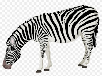 Zebra Clipart Transparent Background - Zebra Png