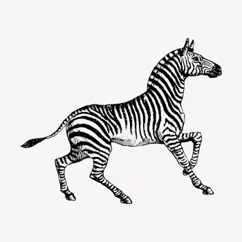 Zebra clipart, vintage animal illustration | Free Vector - rawpixel