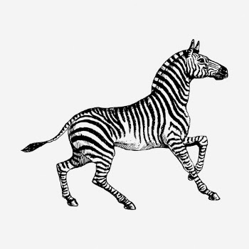 Zebra drawing, vintage wildlife illustration. | Free Photo - rawpixel