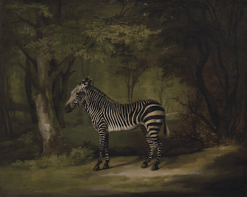Zebra (exhibited 1763) painting in high | Free Photo - rawpixel