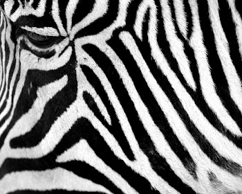 zebra_face.jpg