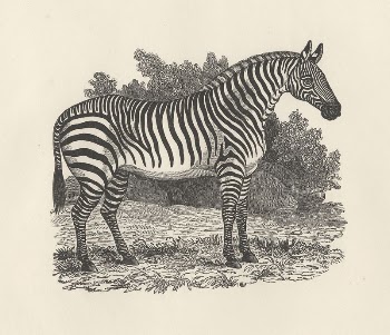 Zebra | Free Photo - rawpixel