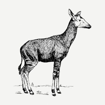 Zebra giraffe drawing, vintage wildlife | Free PSD - rawpixel