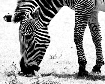 zebra_hi_key.jpg