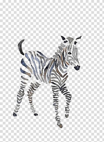 Zebra illustration, Quagga Zebra Watercolor painting Okapi, zebra transparent background PNG clipart