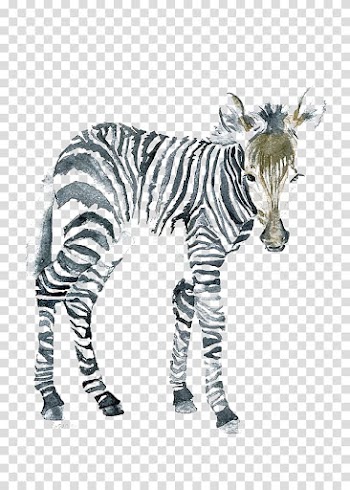 Zebra illustration, The Art of Painting Zebra Watercolor painting Canvas, zebra transparent background PNG clipart