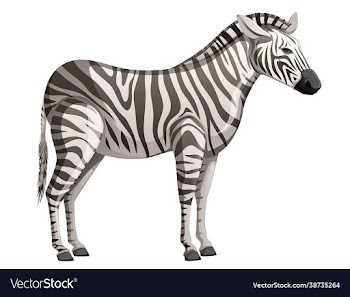 zebra in black and white stripes eps10