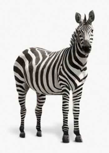 Zebra isolated on white, animal | Free Photo - rawpixel