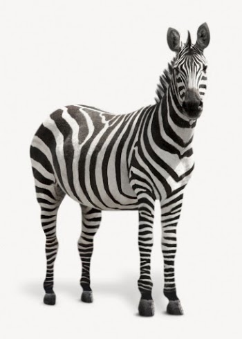Zebra isolated on white, real | Free PSD - rawpixel