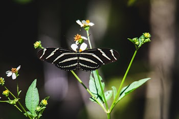 Zebra Longwing Butterfly on Green Leaf Plant