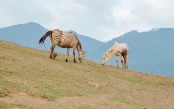 Zebra On Mountain
