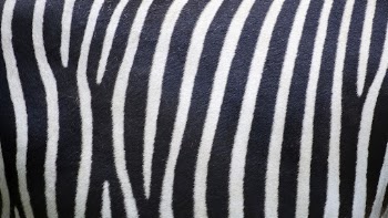 Zebra pattern desktop wallpaper, animal | Free Photo - rawpixel