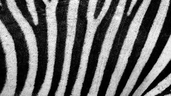 Zebra pattern desktop wallpaper, high | Free Photo - rawpixel