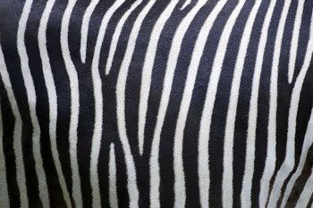 Zebra pattern, real texture, animal | Free Photo - rawpixel