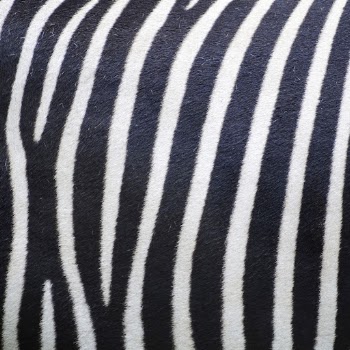 Zebra pattern, real texture, animal | Free Photo - rawpixel