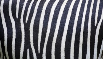 Zebra pattern  texture computer | Free Photo - rawpixel
