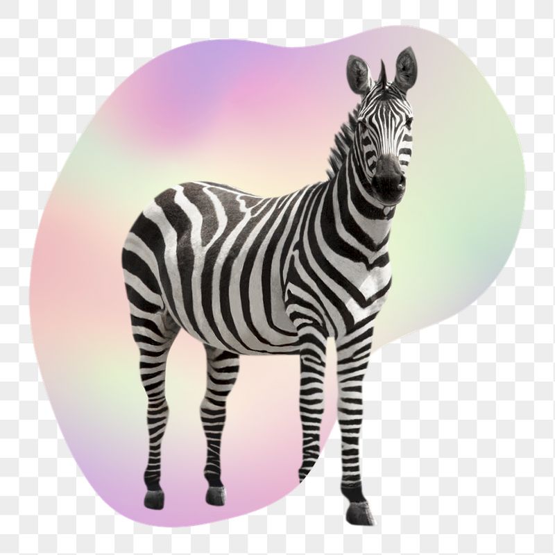 Zebra png, animal in transparent | Free PNG - rawpixel
