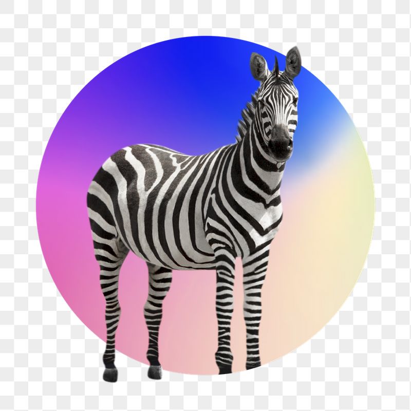 Zebra png, round badge, transparent | Free PNG - rawpixel