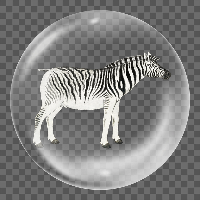 Zebra png sticker, bubble design | Free PNG - rawpixel
