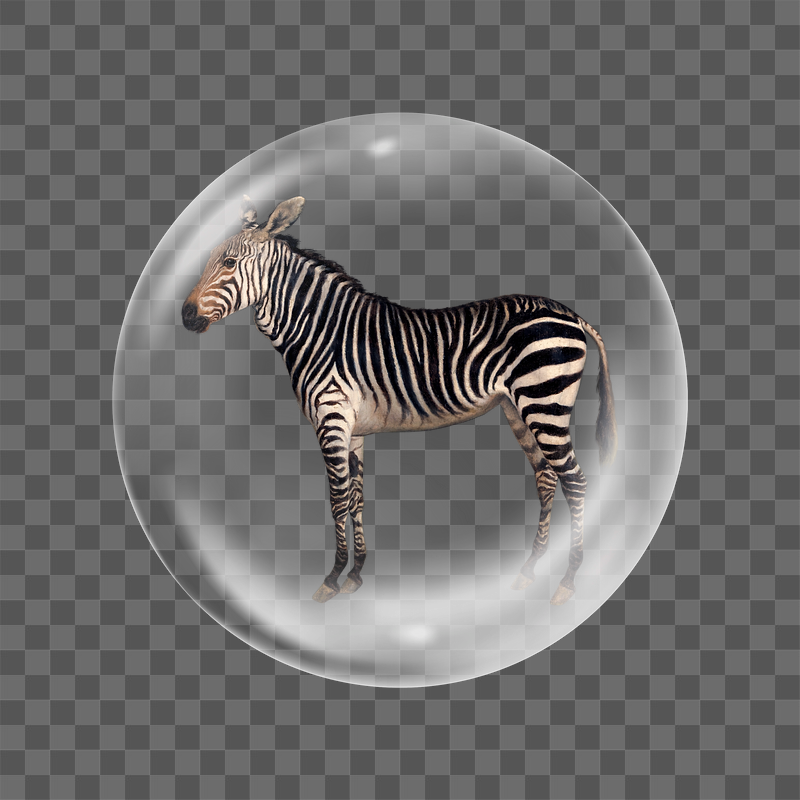 Zebra png sticker, bubble design | Free PNG - rawpixel